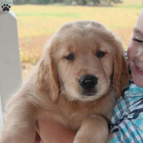 Jackson, Golden Retriever Puppy